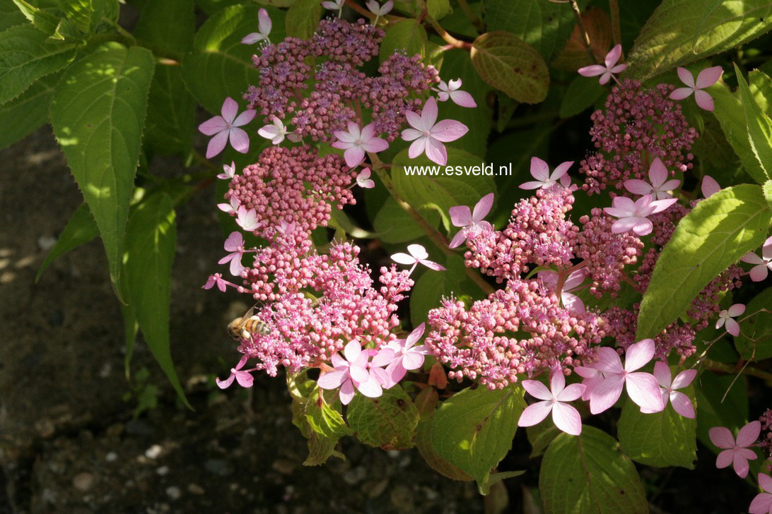 Hydrangea serrata 'Crug Cobalt'