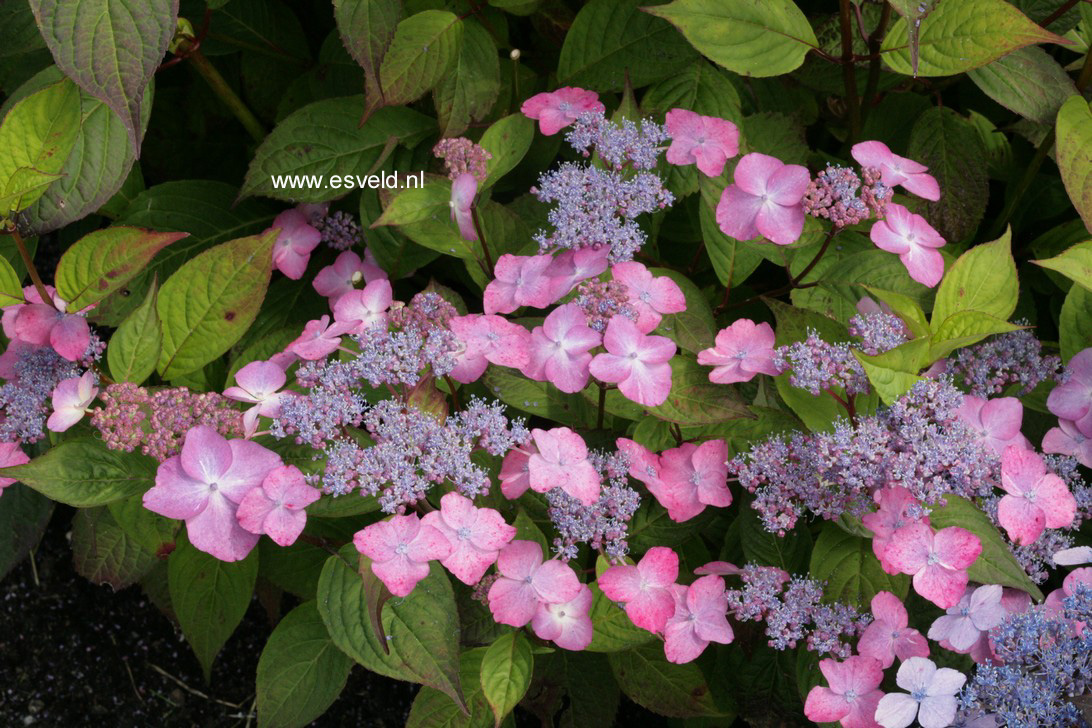 Hydrangea serrata 'Dolmyf' (AVELROZ)
