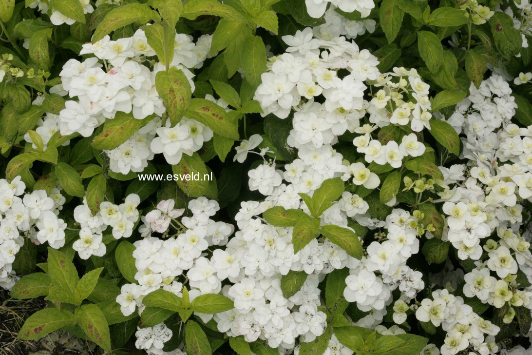 Hydrangea serrata 'Fuji-no-taki'