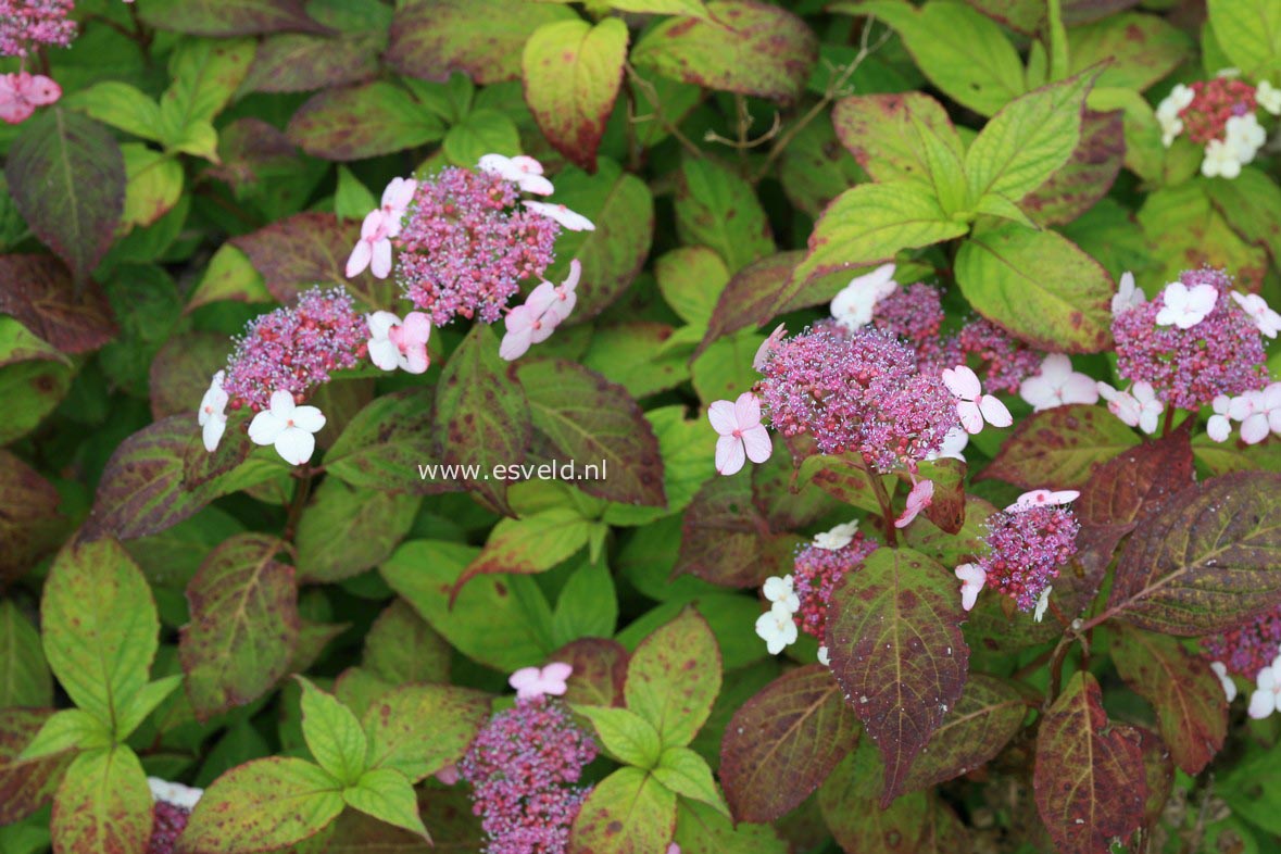 Hydrangea serrata 'Hondoji-aka'