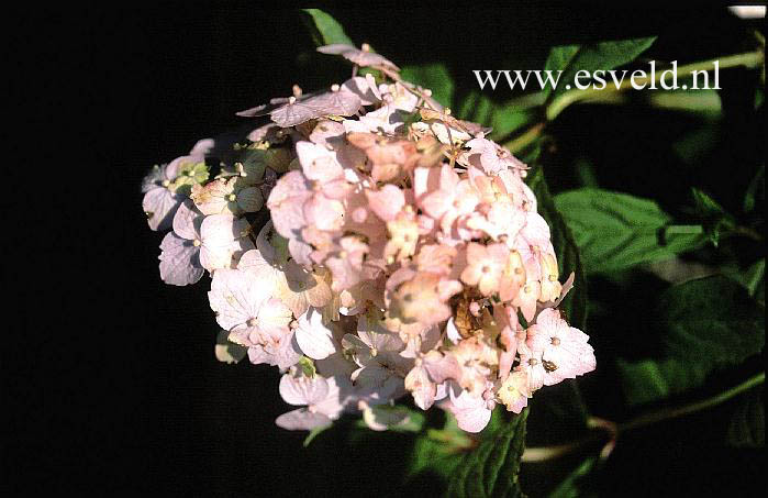 Hydrangea serrata 'Iyo-temari'