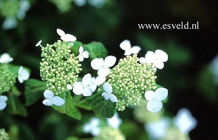 Hydrangea serrata 'Janis Joplin'