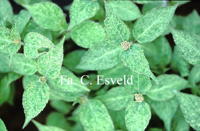 Hydrangea serrata 'Kokonoe-yama'