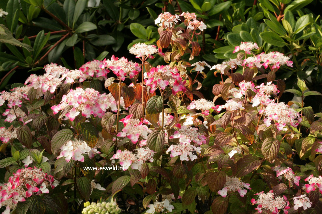 Hydrangea serrata 'Kurenai-nishiki'