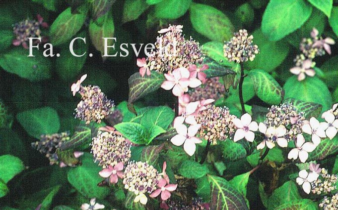 Hydrangea serrata 'Kuro-hime'
