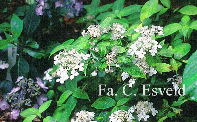 Hydrangea serrata 'Midori'