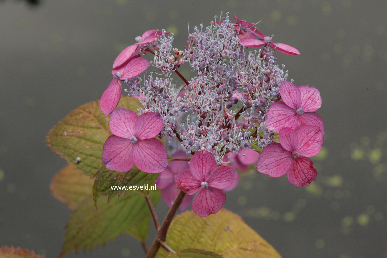 Hydrangea serrata 'Murasaki-kobai'