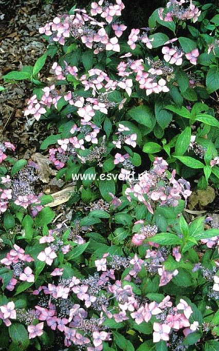 Hydrangea serrata 'Niji'