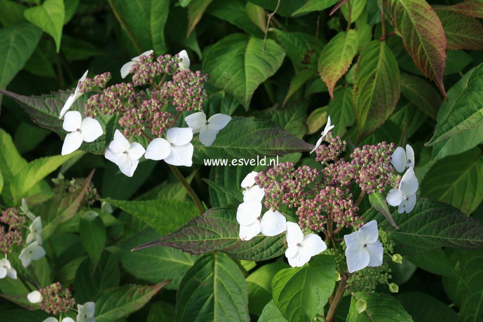 Hydrangea serrata 'Odoriko-amacha'