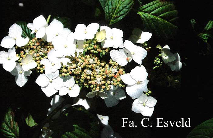 Hydrangea serrata 'Oto-hime'