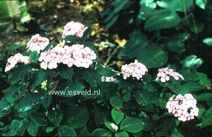 Hydrangea serrata 'Pink Beauty'