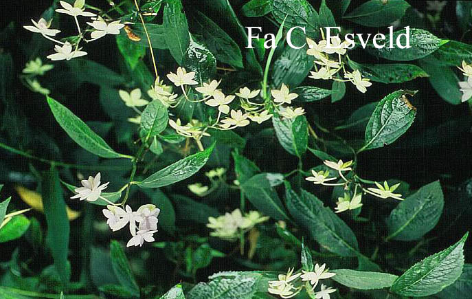 Hydrangea serrata 'Prolifera'