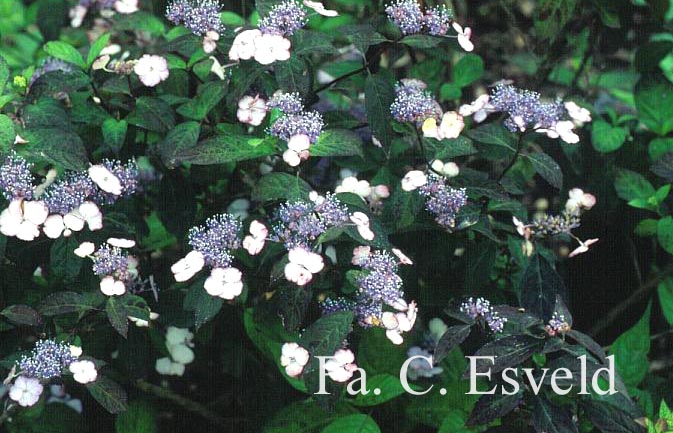 Hydrangea serrata 'Rosalba'