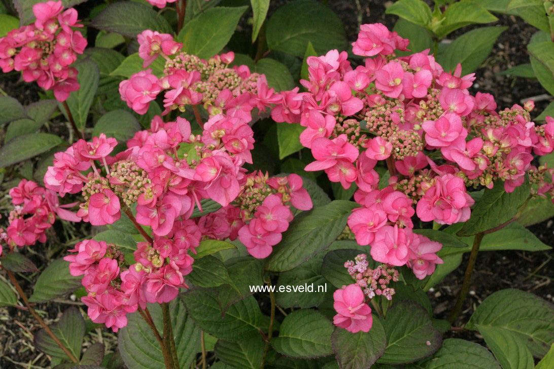 Hydrangea serrata 'Santiago'
