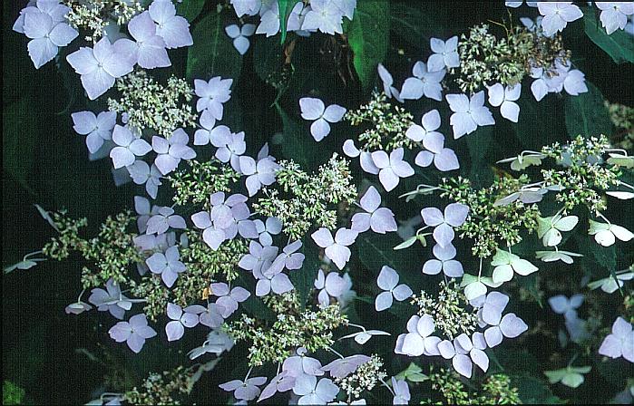 Hydrangea serrata 'Sapphirine'
