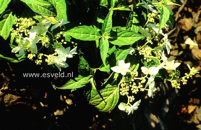 Hydrangea serrata 'Shira-kuzu'
