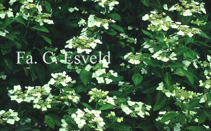 Hydrangea serrata 'Shiro-gaku'