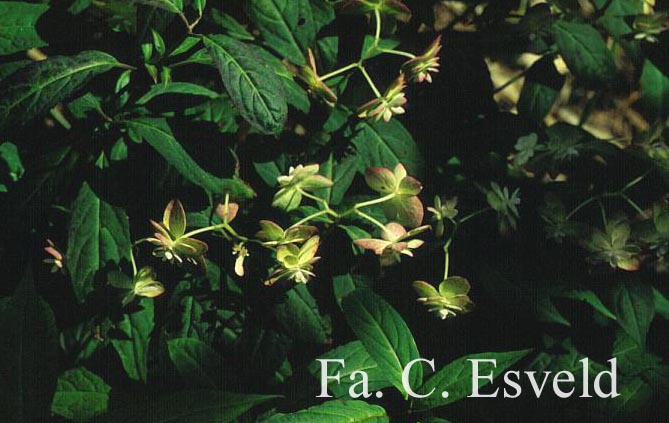 Hydrangea serrata 'Shiro-tae'