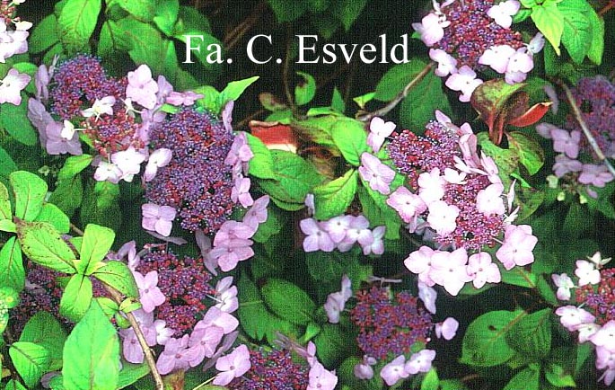 Hydrangea serrata 'Shishiwa'