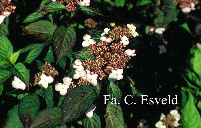Hydrangea serrata 'Taren-beni-gaku'