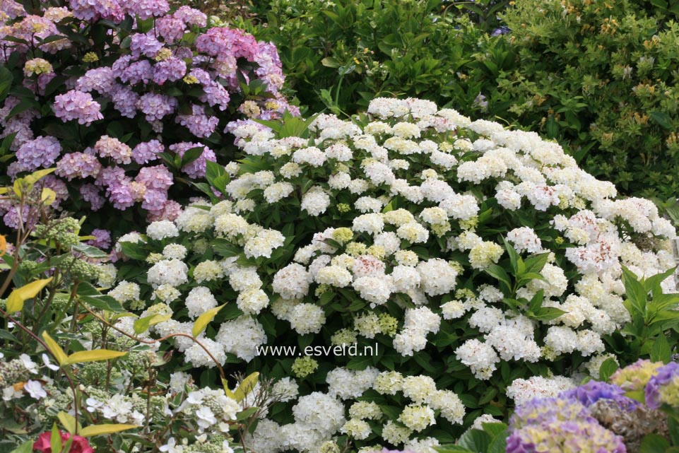 Hydrangea serrata 'Warabe'