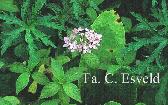 Hydrangea serrata 'Wilsonii'