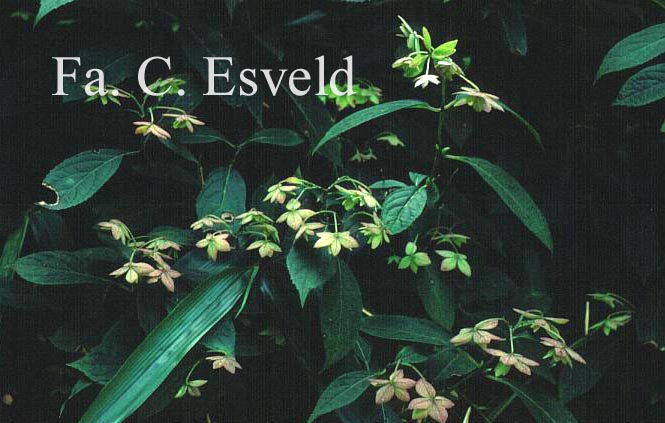 Hydrangea serrata var. angustata