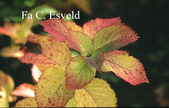 Hydrangea serrata yesoensis