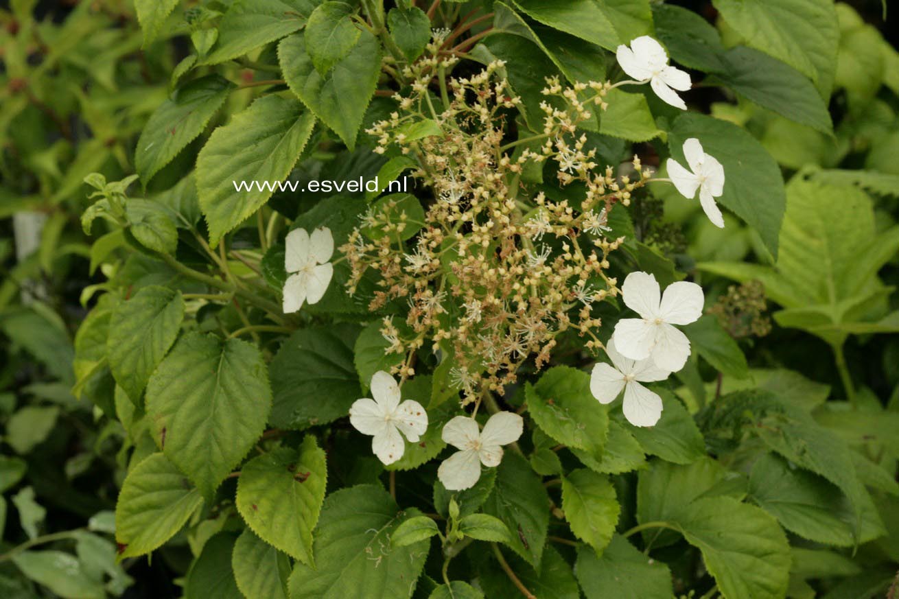Hydrangea taquetii