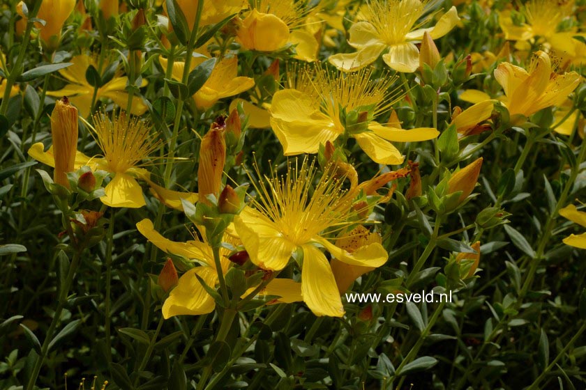 Hypericum olympicum