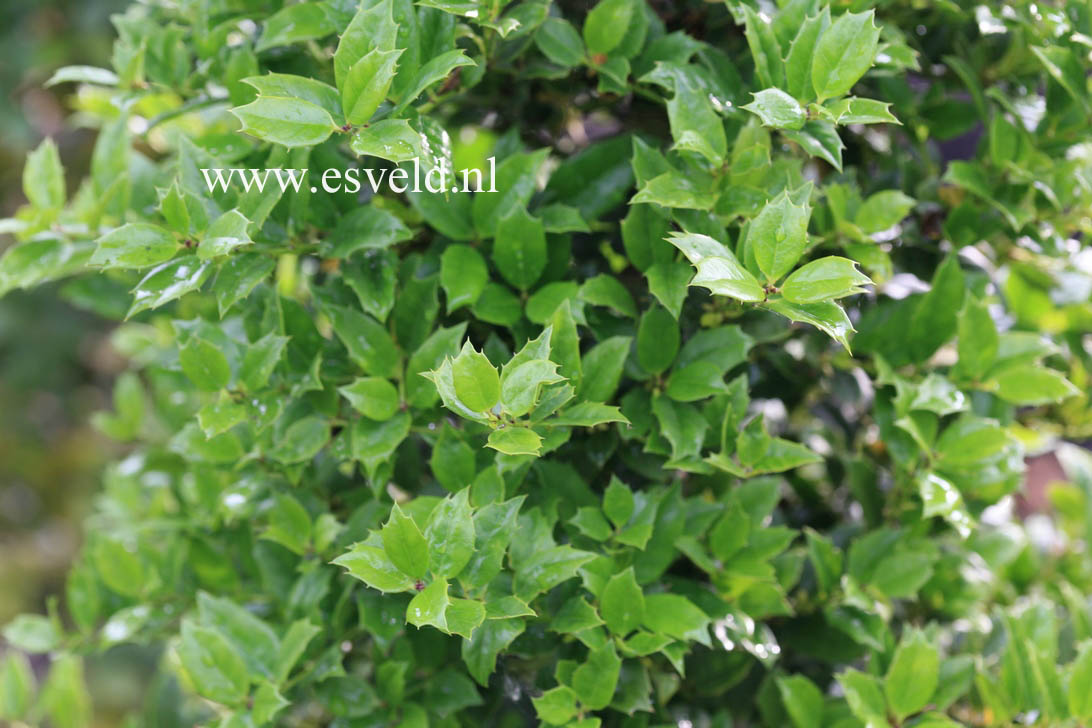 Ilex 'Albert Close'