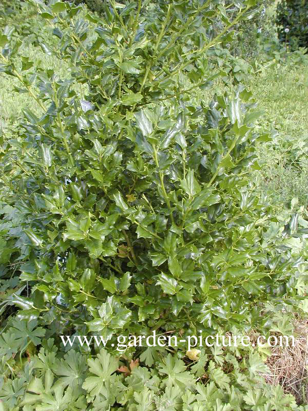 Ilex 'Chinese Girl'