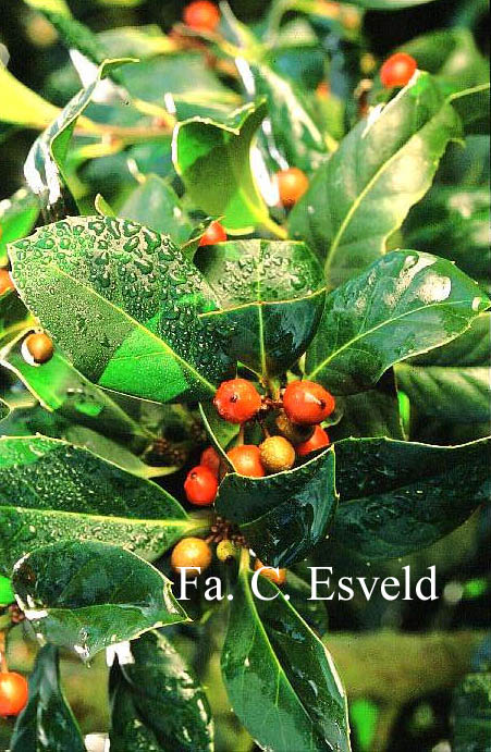 Ilex 'Clusterberry'