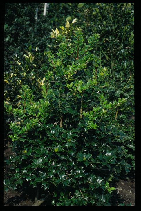 Ilex 'John T. Morris'