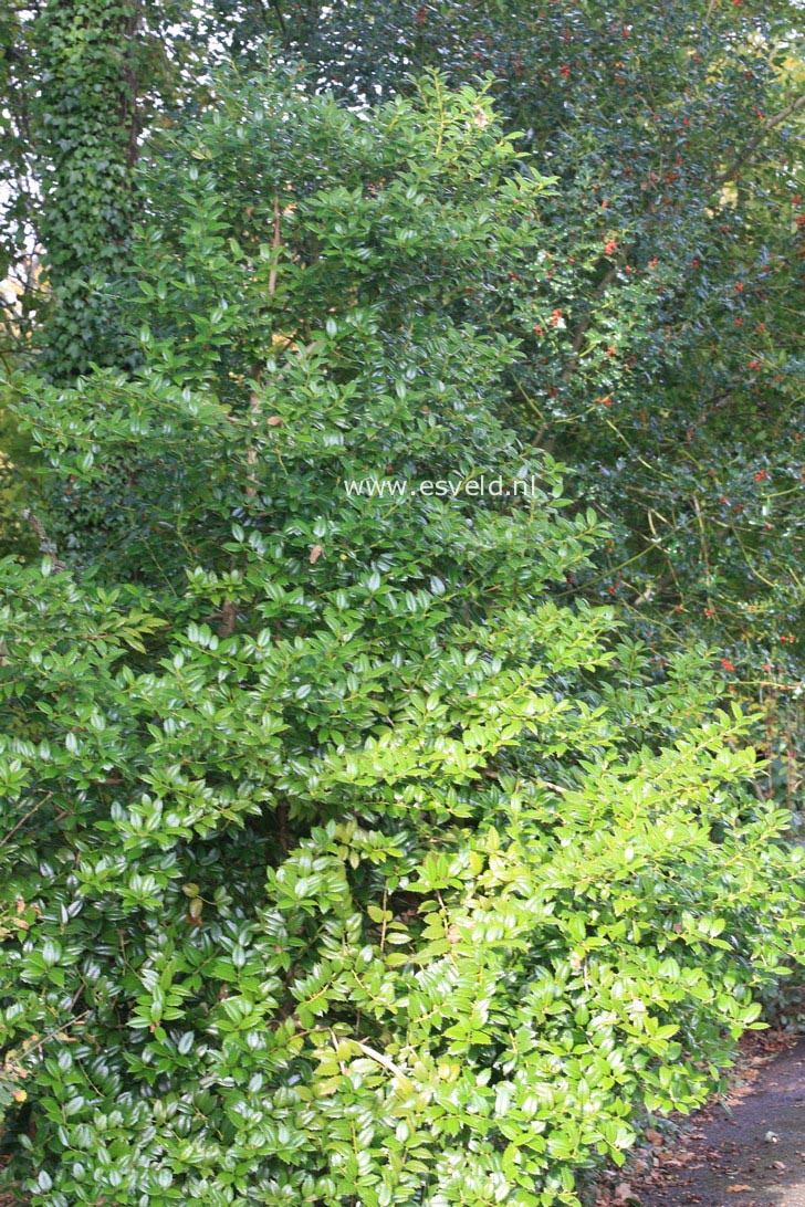 Ilex 'Mary Nell'