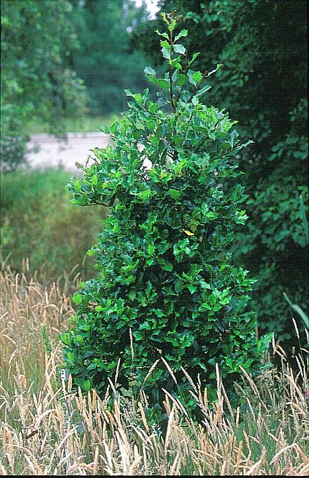 Ilex altaclerensis 'Moorei'