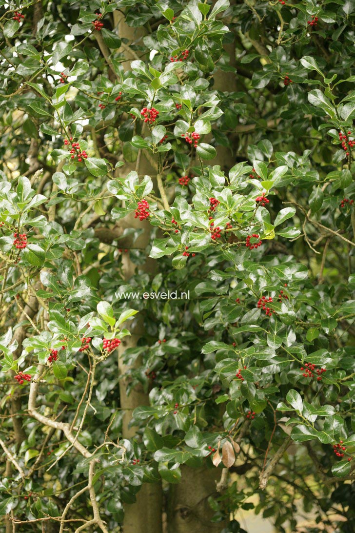 Ilex altaclerensis 'Wilsonii'