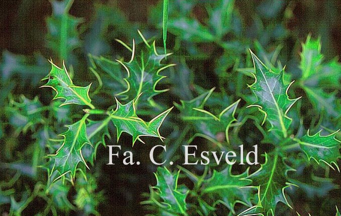 Ilex aquifolium 'Alcicornis'