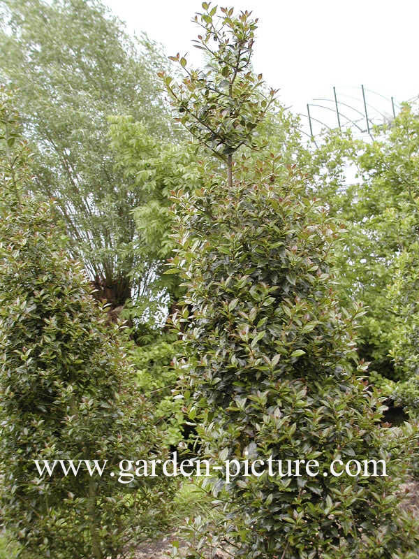 Ilex aquifolium 'Angustifolia'
