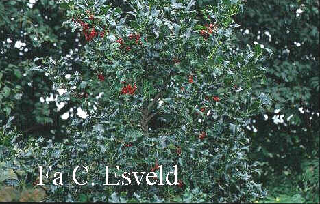 Ilex aquifolium 'Berlicum Beauty'