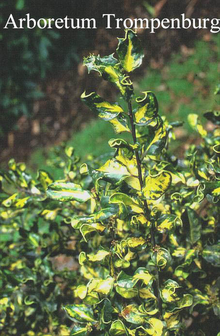 Ilex aquifolium 'Crispa Aureopicta'