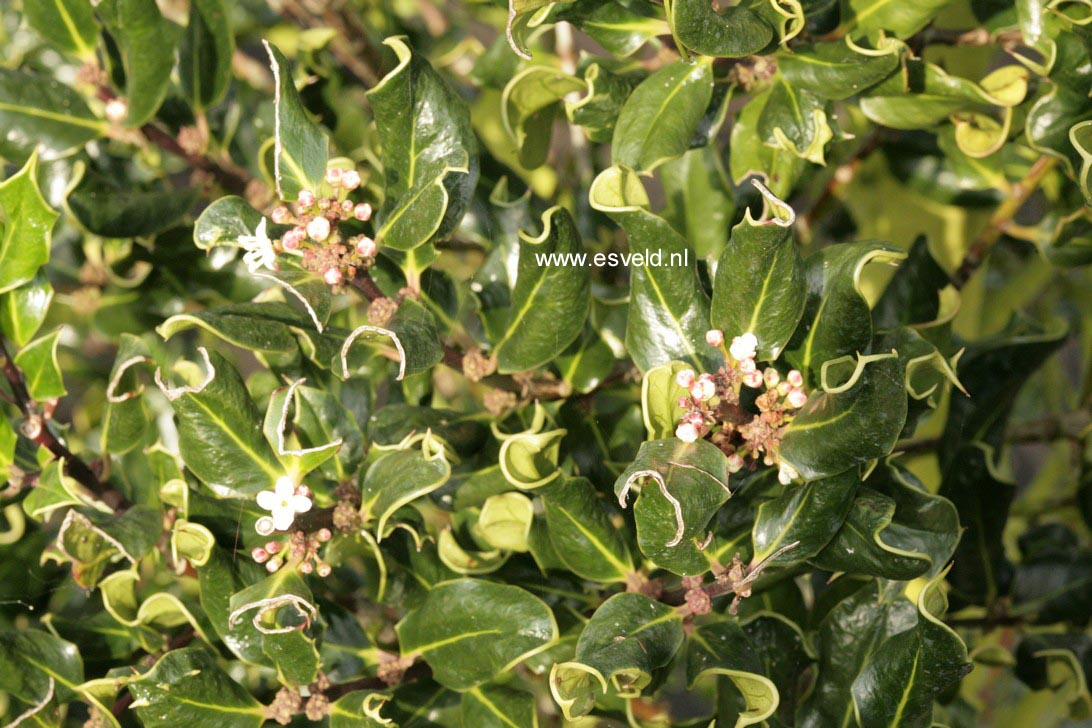Ilex aquifolium 'Crispa'