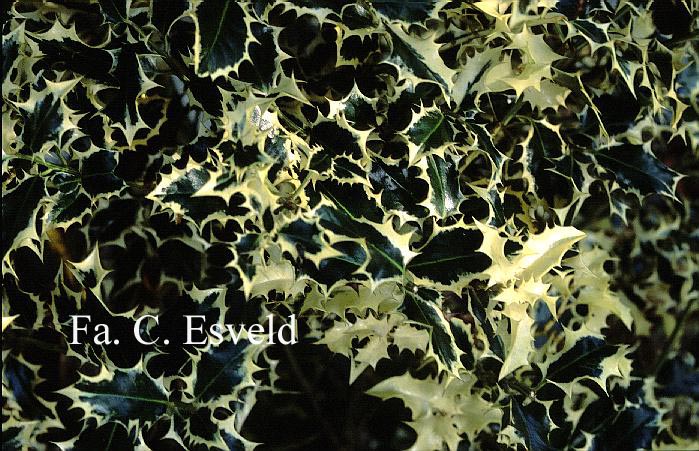 Ilex aquifolium 'Grandis'