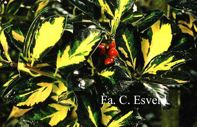 Ilex aquifolium 'Maderensis Variegata'