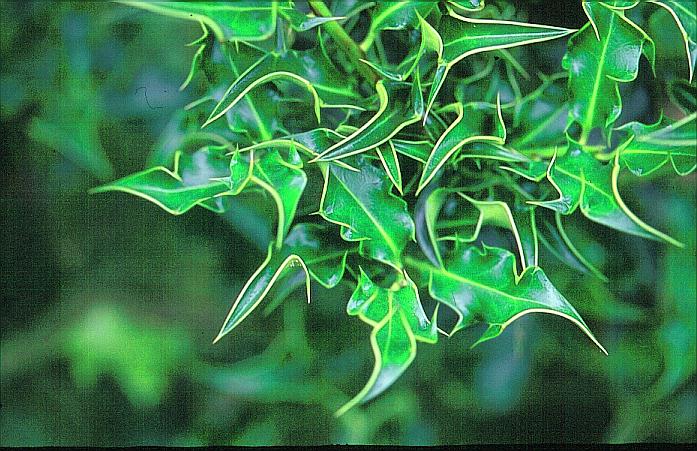 Ilex aquifolium 'Monstrosa'