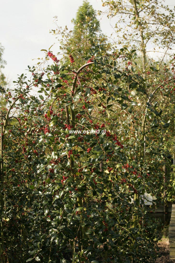 Ilex aquifolium 'Pendula Femina'