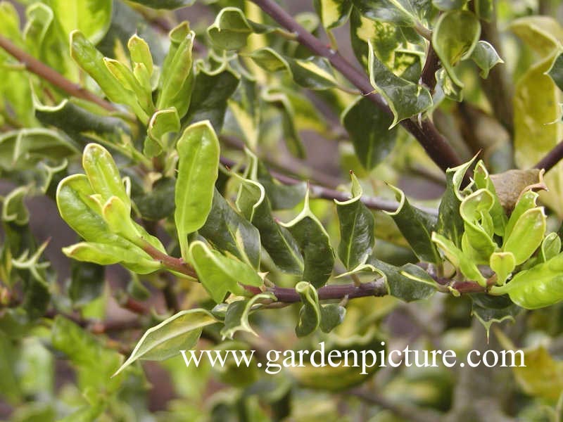 Ilex aquifolium 'Scotica Aureomaculata'