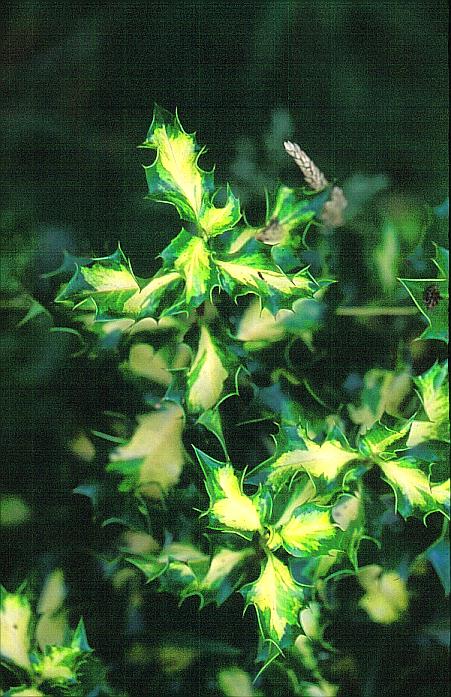 Ilex aquifolium 'Silver Milkboy'