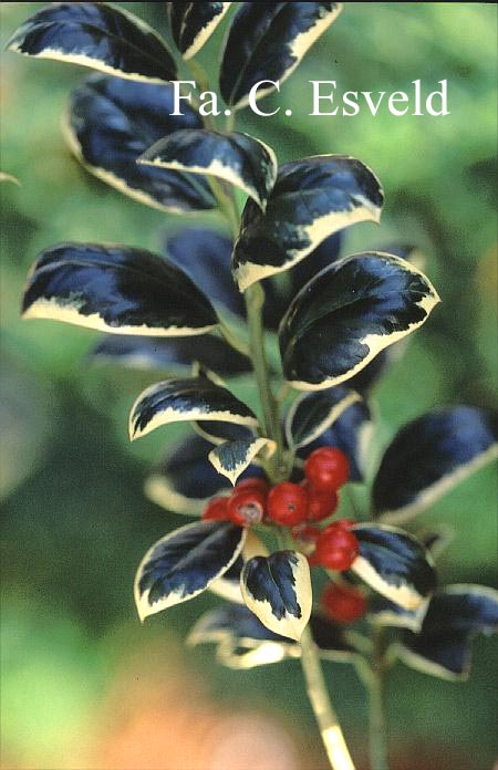 Ilex aquifolium 'Silver van Tol'