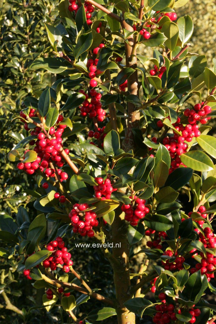 Ilex aquifolium 'Texelendje'